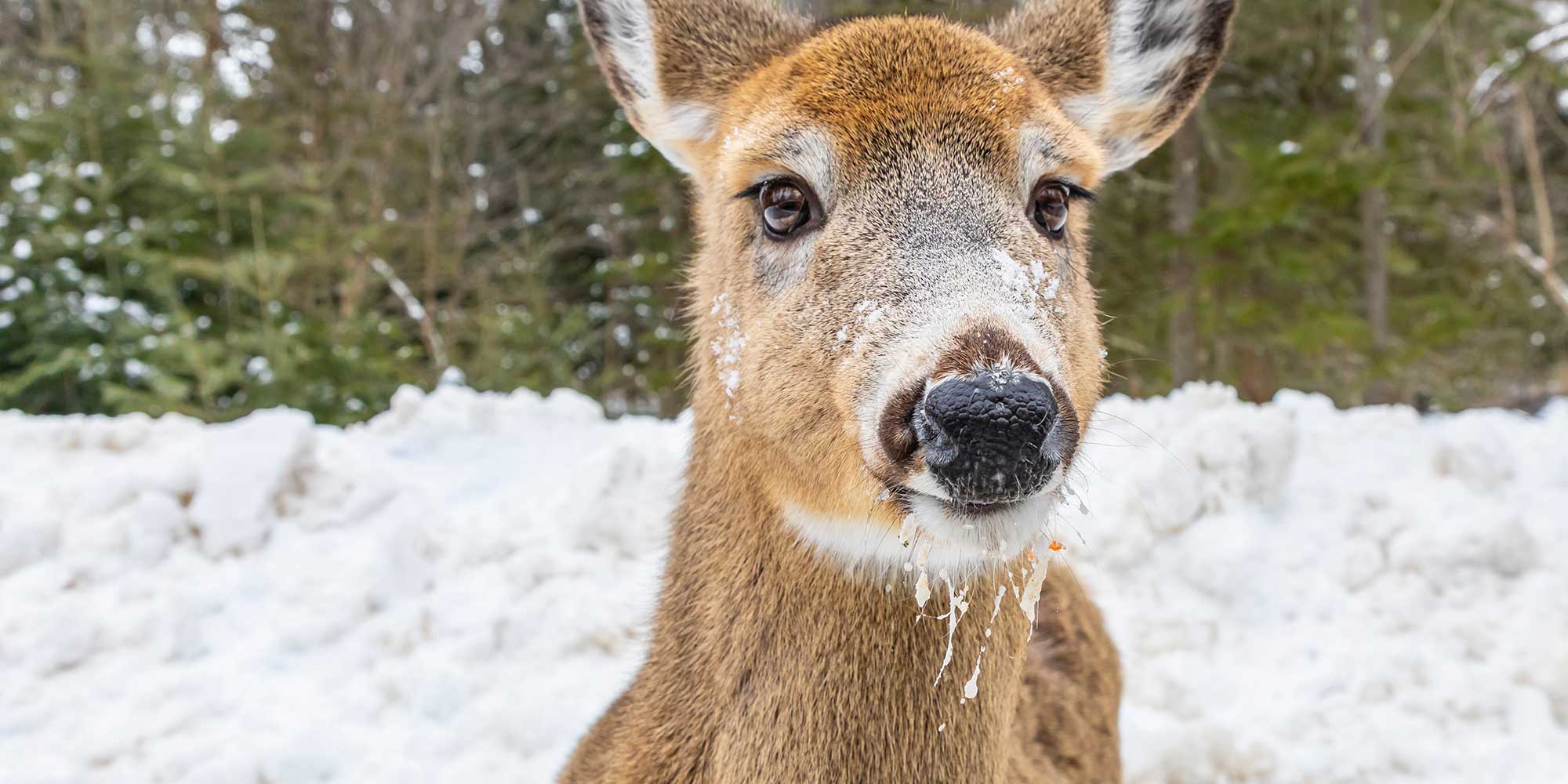 deer being swaggy